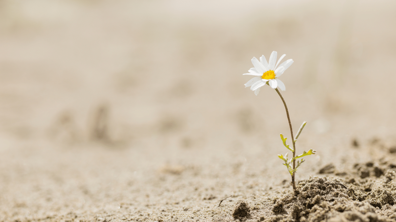 Read more about the article How to Build Resilience in Older Adults (Hint. It’s NOT diet and exercise)